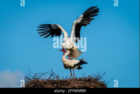 White Stork (Ciconia ciconia) couple mating on nest in Spring in south west Atlantic coast France Stock Photo
