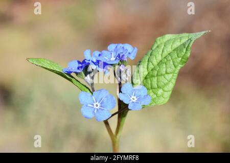 Omphalodes verna Blue-eyed Mary flower in spring Stock Photo