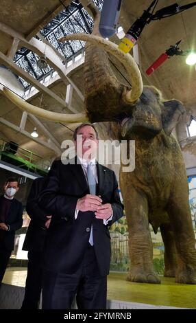 29 May 2021, Saxony-Anhalt, Braunsbedra: Armin Laschet (CDU), Minister President of North Rhine-Westphalia and candidate for Chancellor of the CDU/CSU, at the Pfännerhall exhibition centre in front of a model of a forest elephant that lived 200,000 years ago. A new state parliament will be elected in Saxony-Anhalt on 06.06.2021. Photo: Sebastian Willnow/dpa-Zentralbild/dpa Stock Photo