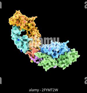 HIV antibody complexed with peptide, illustration Stock Photo