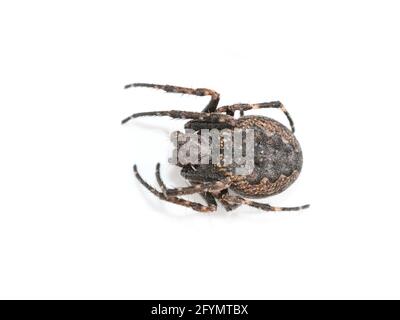 The walnut orb-weaver spider Nuctenea umbratica isolated on white background Stock Photo