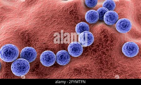 Streptococcus pyogenes bacteria, illustration Stock Photo