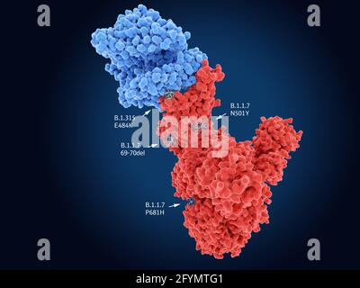 SARS-CoV-2 virus spike protein mutations, illustration Stock Photo
