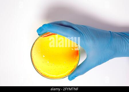 Hand holding a petri dish Stock Photo