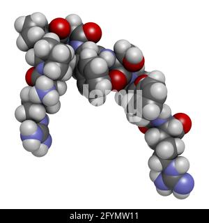 Bradykinin peptide molecule, illustration Stock Photo