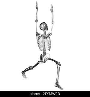 Skeleton in warrior 1 yoga pose, illustration Stock Photo