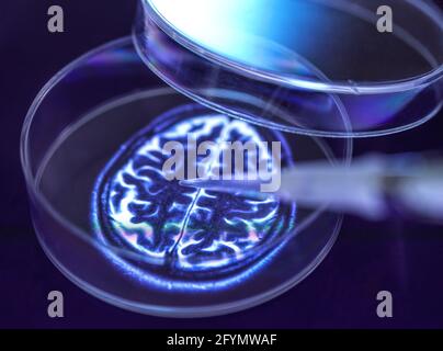 Neurology research, conceptual image Stock Photo