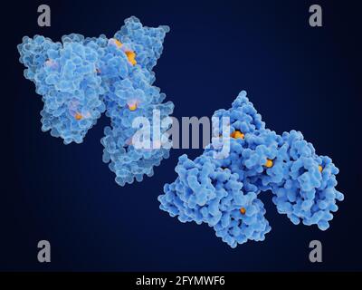 Human serum albumin protein, illustration Stock Photo