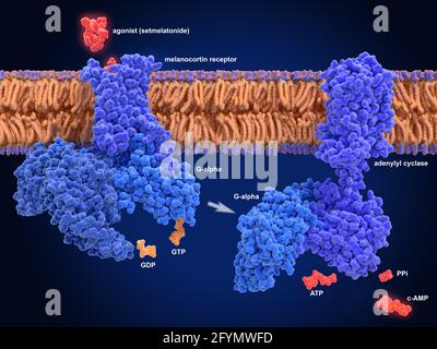 Setmelanotide anti-obesity drug, molecular mode Stock Photo