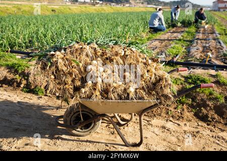 Closeup of wheelbarrow with pile of freshly harvested green onions on small farm plantation on background with working people Stock Photo