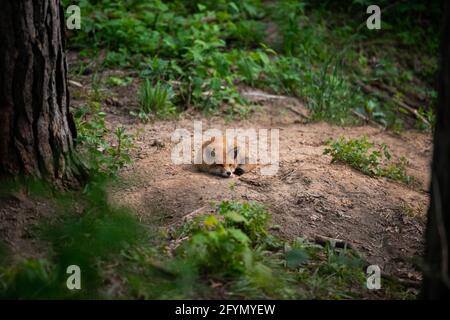 Close-up portrait of a red fox in spring with a green grass background in its environment and habitat. Fox picture. Picture. Portrait. Stock Photo