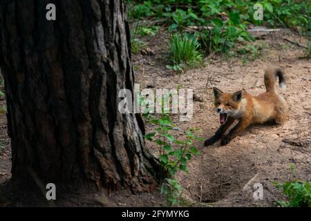 Close-up of a red fox stretching and yawning in the sand in the forest with green grass next to a cave Stock Photo