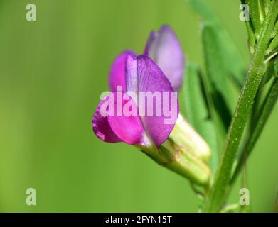 Pink flower of Common Pea (Vicia sativa). Macro detail of its flower in sunny day. Stock Photo