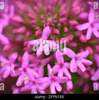 Macro detail of red Valerian flower (Centranthus ruber). Plant with medicinal uses, photographed on a sunny day. Stock Photo