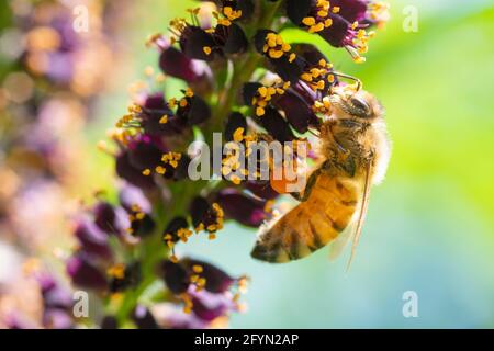 Bee Gathering Pollen on Desert False Indigo, Amorpha Fruticosa Blossom Stock Photo