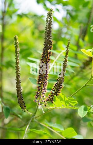 Desert False Indigo, Amorpha Fruticosa Blossom Stock Photo