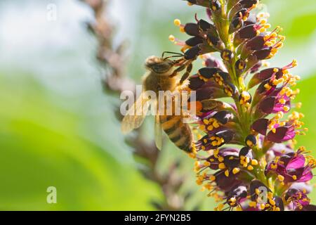 Bee Gathering Pollen on Desert False Indigo, Amorpha Fruticosa Blossom Stock Photo