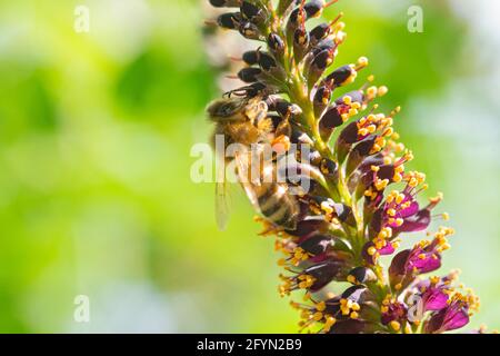 Bee Gathering Pollen on Desert False Indigo, Amorpha Fruticosa Blossom Stock Photo