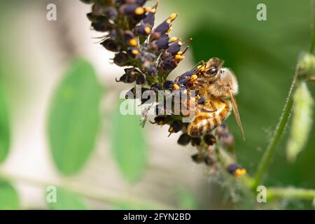 Bee Gathering Pollen on Desert False Indigo, Amorpha Fruticosa Blossom Stock Photo