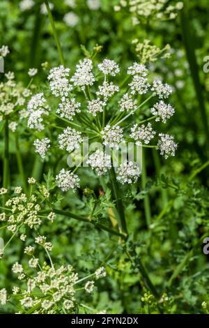 Oenanthe crocata the most poisonous plant found in the UK which has a white spring summer wildflower weed and commonly known as Hemlock Water Dropwort Stock Photo