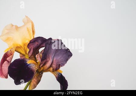 Flowers in bloom against a light gray background Stock Photo