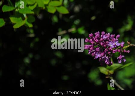 Close up on a violet lilac flowers buds on green background Stock Photo
