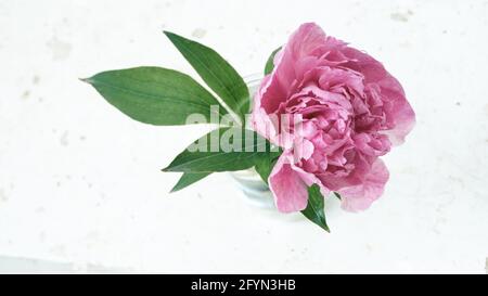 Pink peony flower on white grunge background copy space Stock Photo