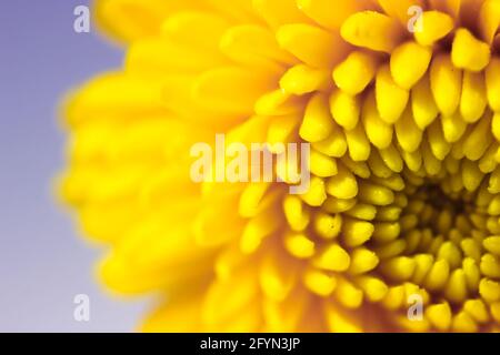 Beautiful small yellow chrysanthemum isolated on the violet background. Macro shot of bright spring flower petals. Yellow mums flowers image. Amazing Stock Photo