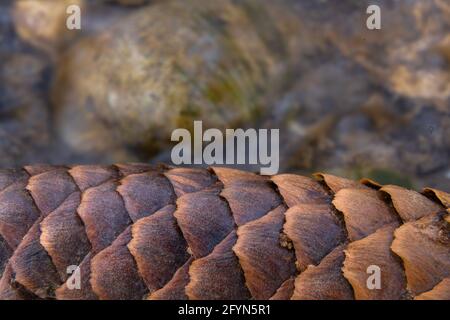 A close up of a conifer cone lying in a stream in the woods Stock Photo