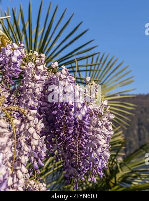 Wisteria sinensis, commonly known as the Chinese wisteria, is a species of flowering plant in the pea family, native to China Stock Photo