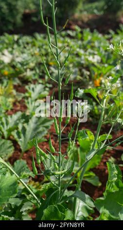 Close up showing Mogri ,Rat Tail Radish ,Raphanus Caudatus green pods growing  in agriculture farm Stock Photo