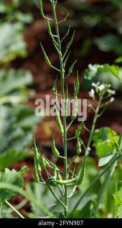 Close up showing Mogri ,Rat Tail Radish ,Raphanus Caudatus green pods growing in agriculture farm Stock Photo