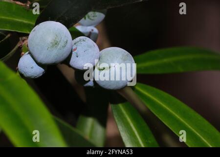 Illawarra Plums Stock Photo