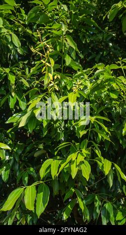 Closeup of Bay Leaves,Laurus Nobilis hanging on the branches of aromatic evergreen tree growing in agriculture  farm at Panchgani ,Maharashtra,India Stock Photo