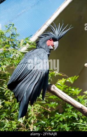 Sydney Australia, palm cockatoo  also known as the goliath cockatoo or great black cockatoo is native to New Guinea, Aru Islands, and Cape York Stock Photo