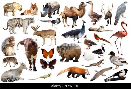 assortment of many kind of asian wild birds, reptiles and animals on