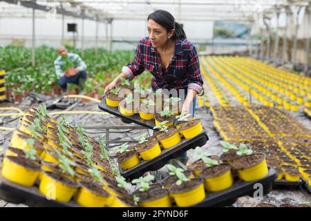 Latin american woman farmer working in a greenhouse unloads potted seedlings from a cart. Stock Photo