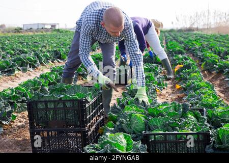 Team of farm workers harvesting by hand organic savoy cabbage crop on fertile agriculture land in springtime Stock Photo