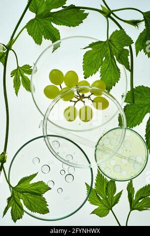 Abstract cosmetic laboratory. Organic bio cosmetic with grapes seeds oil and herbal ingredients. Top view Stock Photo