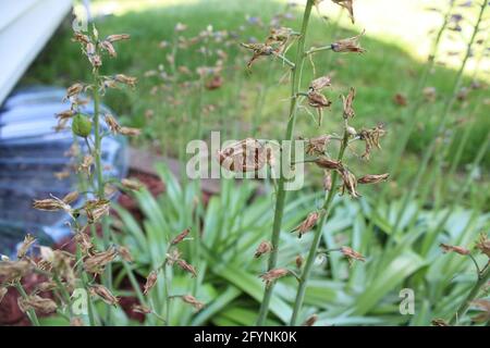 A Shed Shell from a Periodical Cicada Stock Photo