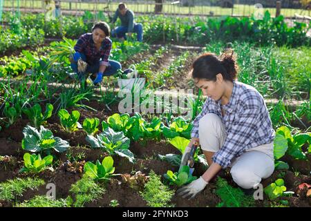 Focused asian woman engaged in vegetables cultivation, hilling cabbage seedlings in garden beds on sunny spring day Stock Photo