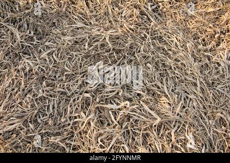 Rough sunlit seed husks, hay straws and pattern texture background in the field of Lithuania Stock Photo