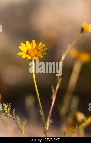 Yellow Gazania, a flower in a meadow bathed in sunlight with selective focus. Field with wild flowers in the summer with warm golden tones Stock Photo