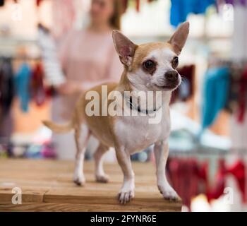 Chihuahua little shop hotsell