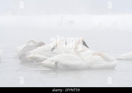 Trumpeter swans preening, cleaning, fixing feathers, St Croix River, WI, USA, by Dominique Braud/Dembinsky Photo Assoc Stock Photo