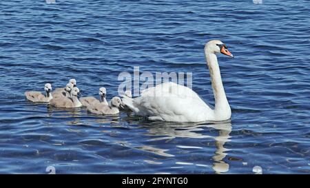 female of mute swan in water followed by her chicks Stock Photo