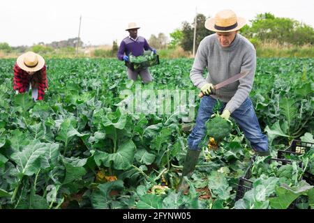 Young adult male farmer in straw hat with knife cutting green broccoli on a farm field Stock Photo