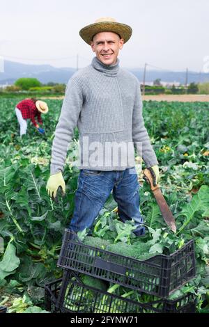 Young adult male farmer in straw hat with knife cutting green broccoli on a farm field Stock Photo