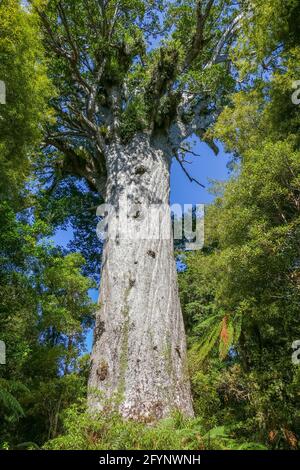 Giant kauri tree named Tane Mahuta or God of the Forest in the Waipoua Forest in New Zealand Stock Photo