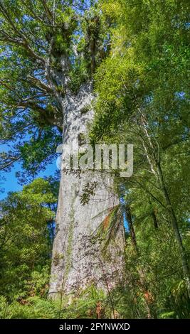 Giant kauri tree named Tane Mahuta or God of the Forest in the Waipoua Forest in New Zealand Stock Photo